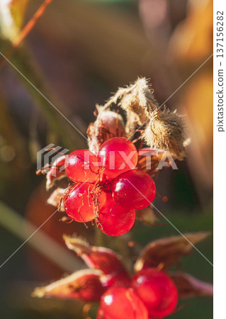 Winter forest: Close-up of red winter strawberry fruit 06 Winter forest: Close-up of red winter strawberry fruit 06 137156282
