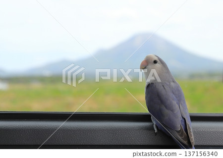 A cockatiel looking at Mt. Daisen from the train window A cockatiel looking at Mt. Daisen from the train window 137156340