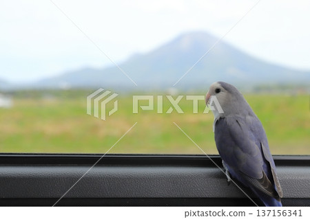 A cockatiel looking at Mt. Daisen from the train window A cockatiel looking at Mt. Daisen from the train window 137156341