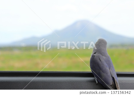一隻玄鳳鸚鵡正透過火車車窗眺望大山。 一隻玄鳳鸚鵡正透過火車車窗眺望大山。 137156342