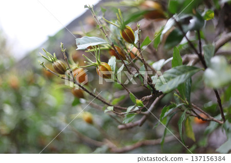 子花 子花 137156384