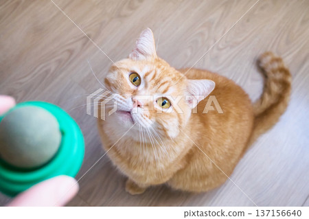 Cute ginger cat sitting on floor, looking at hand holding catnip toy 137156640