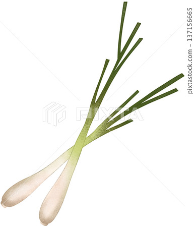 two fresh lemongrass 137156665