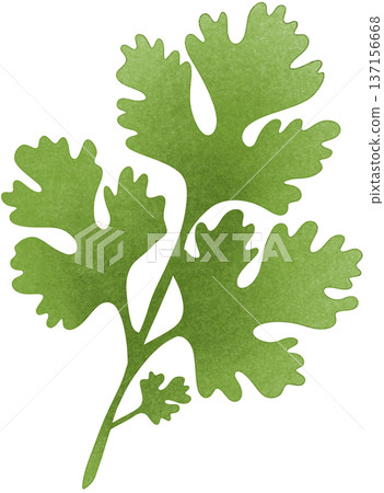 green coriander 137156668