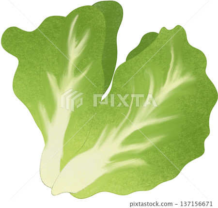 green lettuce 137156671