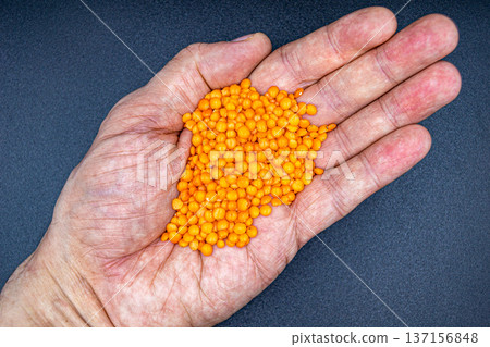 beautiful texture ripe of natural lentil seed on background beautiful texture ripe of natural lentil seed on background 137156848