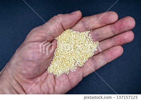 beautiful texture ripe of natural sesame seeds on background 137157125