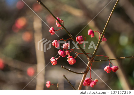 冬日森林中閃耀的真由美果實 01 冬日森林中閃耀的真由美果實 01 137157259