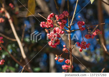 Mayumi fruit shining in the winter forest 02 137157260