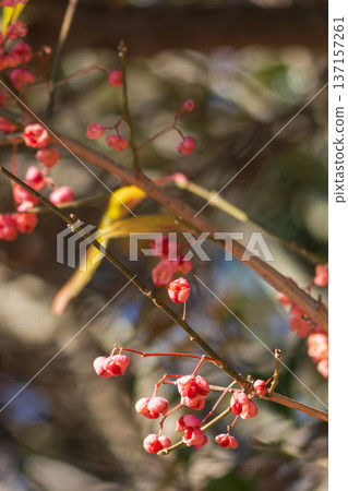 Mayumi fruit shining in the winter forest 03 Mayumi fruit shining in the winter forest 03 137157261