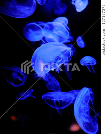 Aquarium jellyfish 137157375