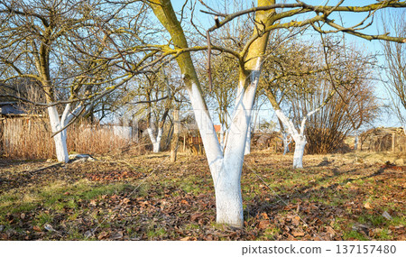 Limewashed fruit trees in an orchard. Limewashed fruit trees in an orchard. 137157480