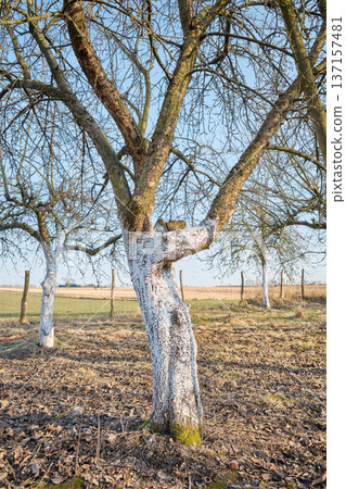 Limewashed fruit trees in an orchard. 137157481