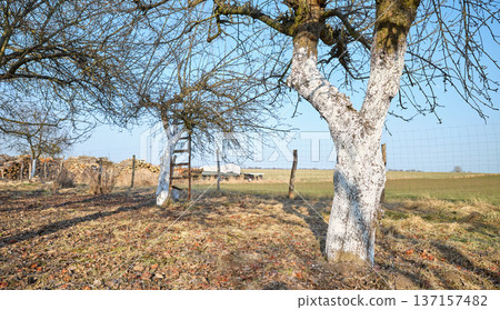 Limewashed fruit trees in an orchard. Limewashed fruit trees in an orchard. 137157482