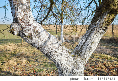 Close up of a fruit tree trunk covered with lime, selective focus. Close up of a fruit tree trunk covered with lime, selective focus. 137157483