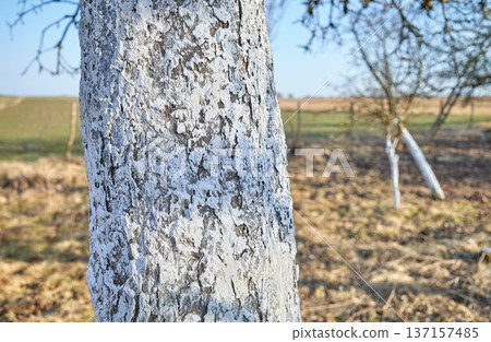 Close up of a fruit tree trunk covered with lime, selective focus. Close up of a fruit tree trunk covered with lime, selective focus. 137157485