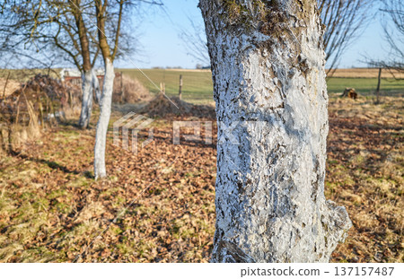 Close up of a fruit tree trunk covered with lime, selective focus. Close up of a fruit tree trunk covered with lime, selective focus. 137157487