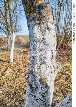 Close up of a fruit tree trunk covered with lime, selective focus. Close up of a fruit tree trunk covered with lime, selective focus. 137157488