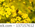蜜蜂收穫油菜花 137157612
