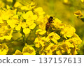 蜜蜂收穫油菜花 137157613
