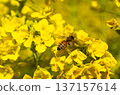 蜜蜂收穫油菜花 137157614