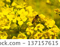蜜蜂收穫油菜花 137157615