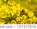 蜜蜂收穫油菜花 137157616