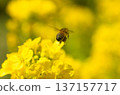 蜜蜂收穫油菜花 137157717