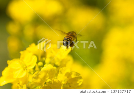 Bee harvesing to rape blossoms Bee harvesing to rape blossoms 137157717