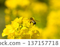 蜜蜂收穫油菜花 137157718