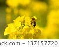 蜜蜂收穫油菜花 137157720