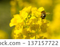 蜜蜂蜂蜜吮吸油菜花的蜂蜜 137157722