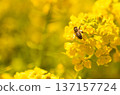蜜蜂收穫油菜花 137157724