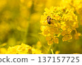 蜜蜂收穫油菜花 137157725