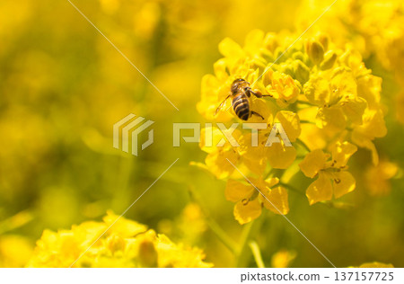 蜜蜂收穫油菜花 蜜蜂收穫油菜花 137157725