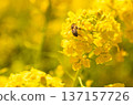 蜜蜂收穫油菜花 137157726