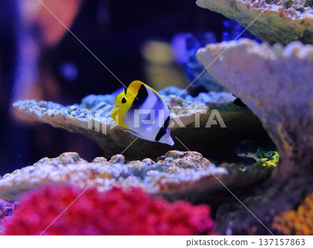 Butterflyfish in the aquarium 137157863