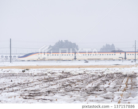 【山形線】雪地裡的天鵝與新幹線翼 【山形線】雪地裡的天鵝與新幹線翼 137157886