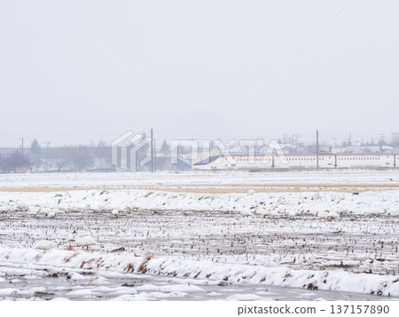 【山形線】雪地裡的天鵝與新幹線翼 137157890