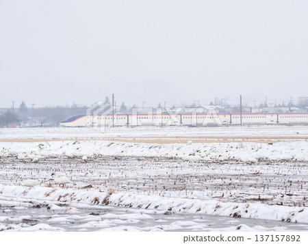 [Yamagata Line] Swans in the snowy fields and the Shinkansen Tsubasa 137157892