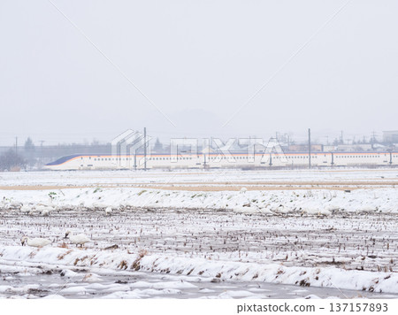 [Yamagata Line] Swans in the snowy fields and the Shinkansen Tsubasa 137157893