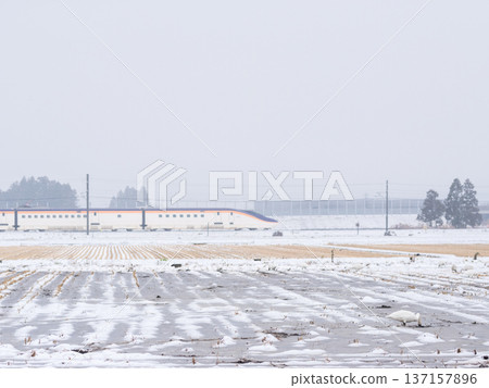 [Yamagata Line] Swans in the snowy fields and the Shinkansen Tsubasa 137157896