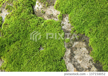 Close up of green moss texture background is growing on the old stone wall. Close up of green moss texture background is growing on the old stone wall. 137158052