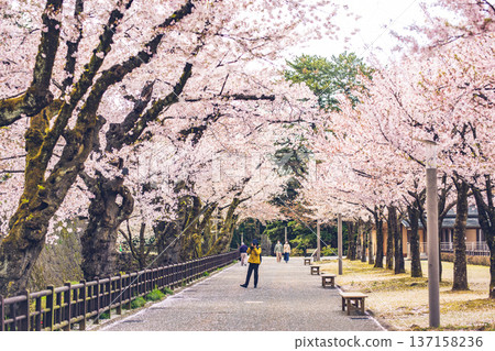 櫻花樹 2（金澤城公園，2020 年 4 月 11 日） 137158236