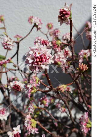 Daphne flowers herald the arrival of spring 137158248
