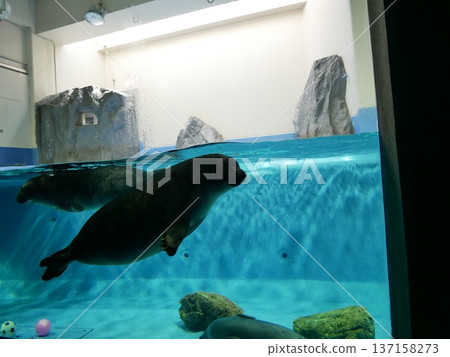 Seal silhouette floating in an aquarium 137158273