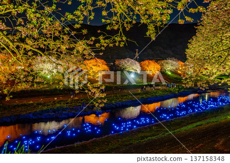 (靜岡縣南飯津町)南櫻花油菜花節燈光秀“夜櫻☆流星” (靜岡縣南飯津町)南櫻花油菜花節燈光秀“夜櫻☆流星” 137158348