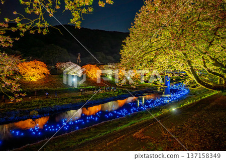 (Minamiizu Town, Shizuoka Prefecture) Minami Cherry Blossom and Rape Blossom Festival Light-up "Night Cherry Blossoms ☆ Shooting Stars" (Minamiizu Town, Shizuoka Prefecture) Minami Cherry Blossom and Rape Blossom Festival Light-up "Night Cherry Blossoms ☆ Shooting Stars" 137158349