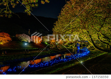 (靜岡縣南飯津町)南櫻花油菜花節燈光秀“夜櫻☆流星” (靜岡縣南飯津町)南櫻花油菜花節燈光秀“夜櫻☆流星” 137158350