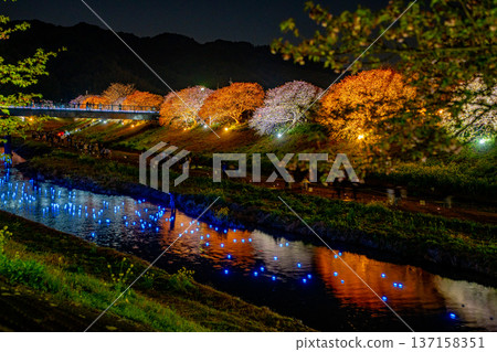 (Minamiizu Town, Shizuoka Prefecture) Minami Cherry Blossom and Rape Blossom Festival Light-up "Night Cherry Blossoms ☆ Shooting Stars" (Minamiizu Town, Shizuoka Prefecture) Minami Cherry Blossom and Rape Blossom Festival Light-up "Night Cherry Blossoms ☆ Shooting Stars" 137158351